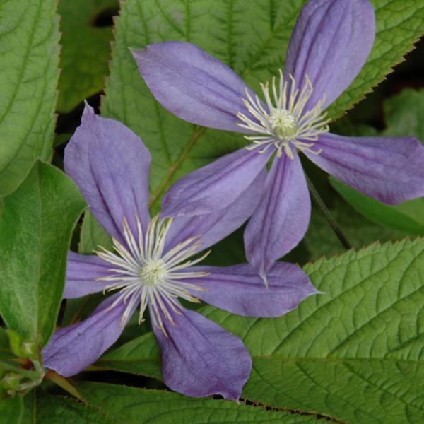 Clematis Arabella - 1 C