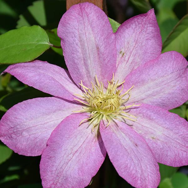 Clematis Bees Jubilee - 1 C