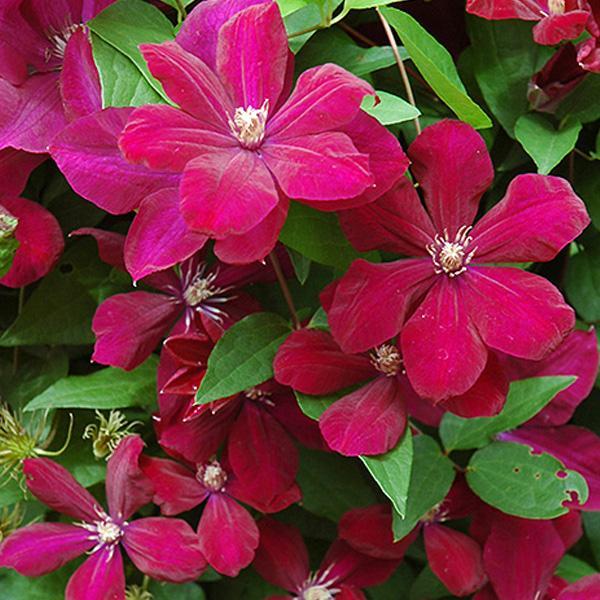 Clematis Cardinal Wyszinski - 1 C