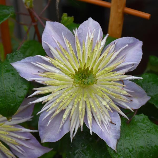 Clematis Crystal Fountain - 2C