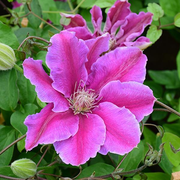 Clematis Dr Ruppel - 1 C