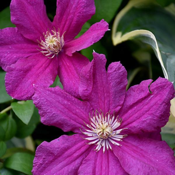 Clematis Ernest Markham - 1 C