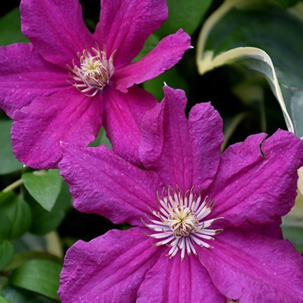 Clematis Ernest Markham - 2C