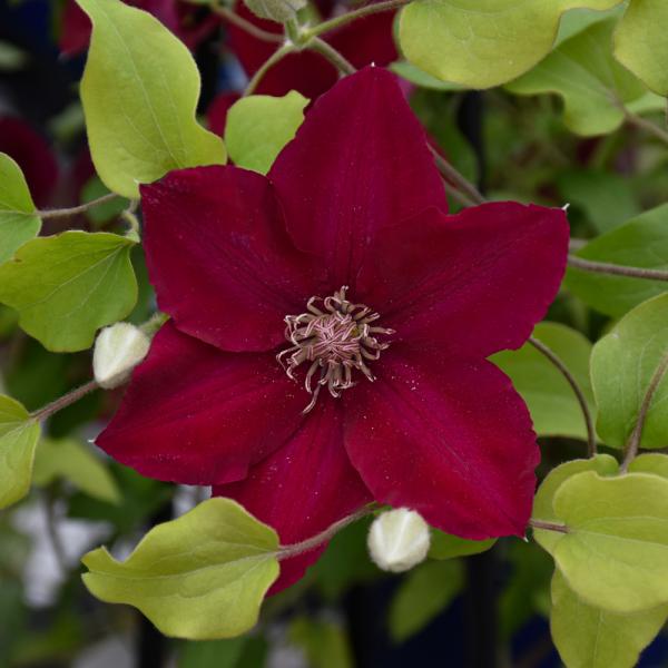 Clematis Jie - 2C