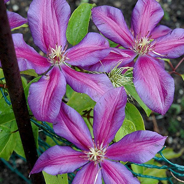 Clematis Mrs N Thompson - 1 C