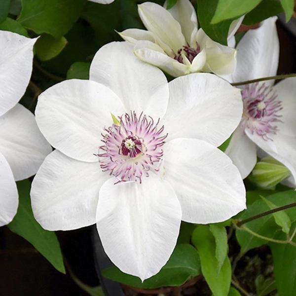 Clematis Miss Bateman - 1 C