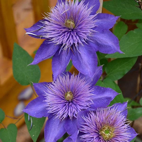Clematis Multi Blue - 1 C