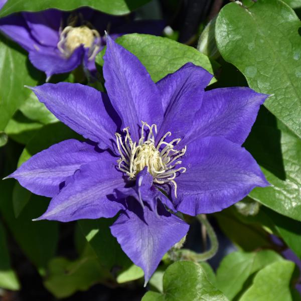 Clematis Olympia - 2C