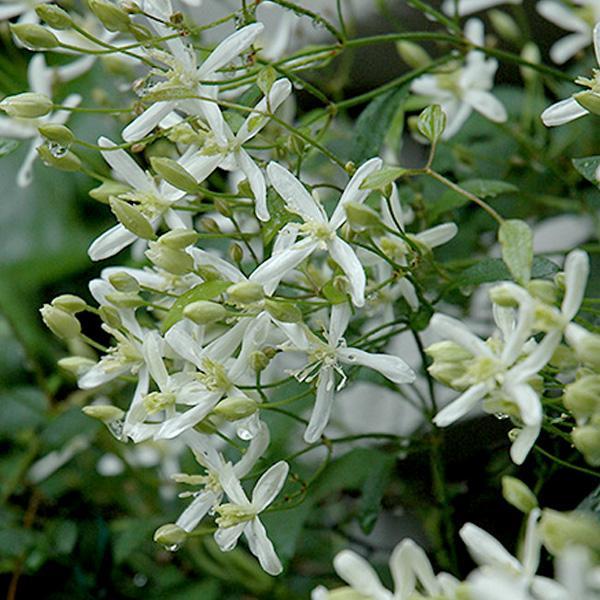Clematis Paniculata Terniflora - 1 C