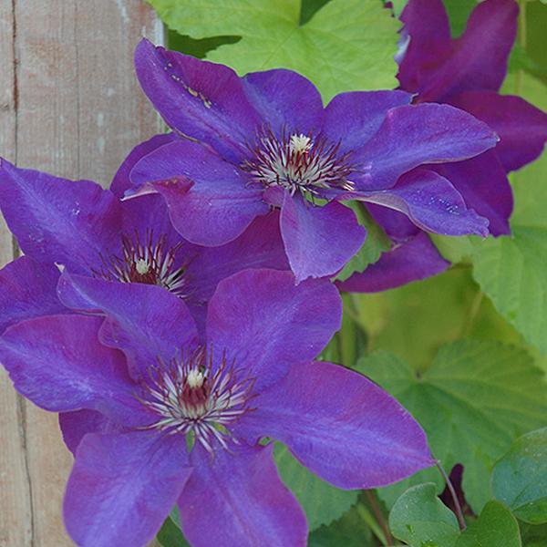 Clematis President - 1 C