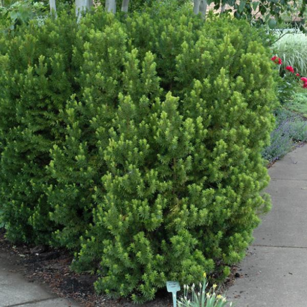 Yew Hicks Upright B&B 18/24"