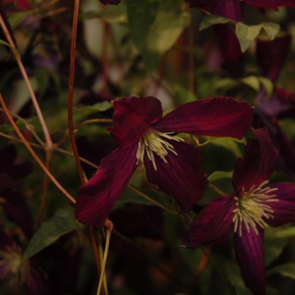 Clematis Sweet Summer Love - 1 C