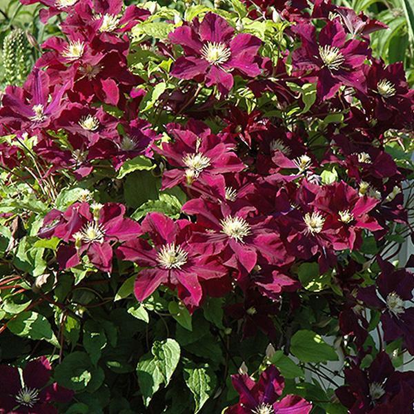 Clematis Warsaw Nike - 1 C