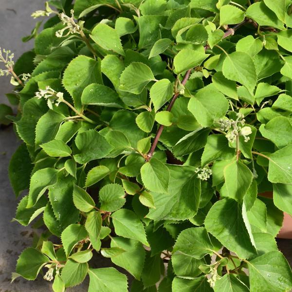 Hydrangra Japanese White - 2C