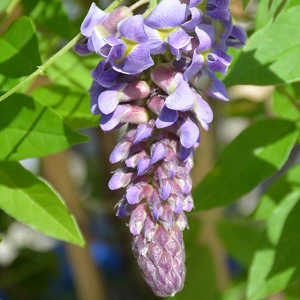 Wisteria Amethyst Falls - 3C