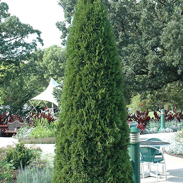 Arborvitae Thuja Occidentalis Emerald Green - 10c