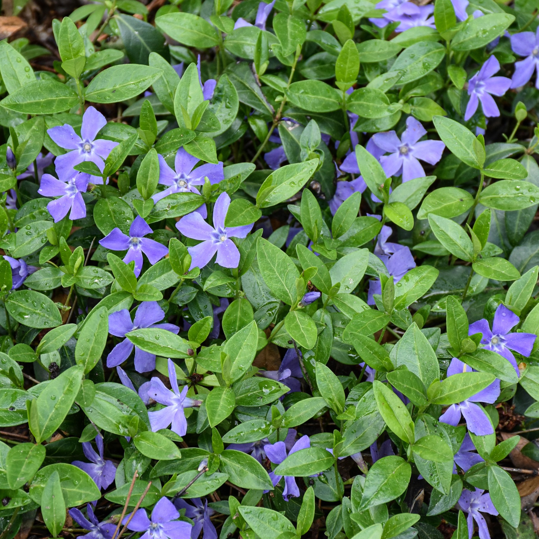 Ground Cover