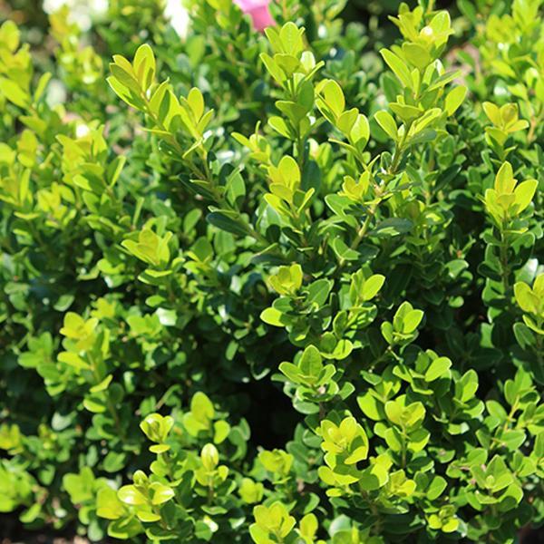 Boxwood Little Missy - 3C