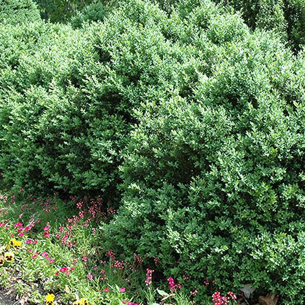 Boxwood Freedom - 3C