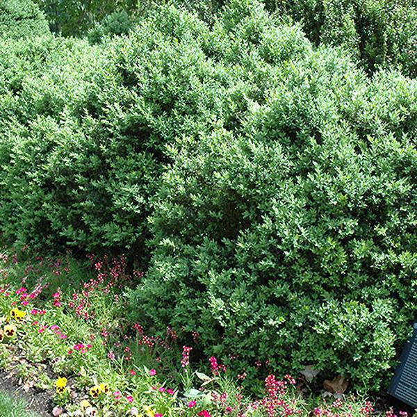 Boxwood New Gen Independence - 2C