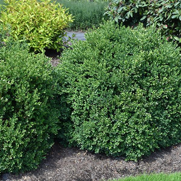 Boxwood New Gen Independence - 3C