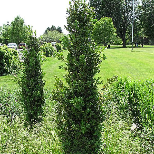 Boxwood Graham Blandy - 3C