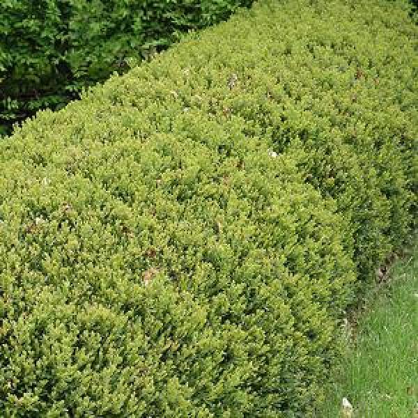 Boxwood Green Gem - 3C