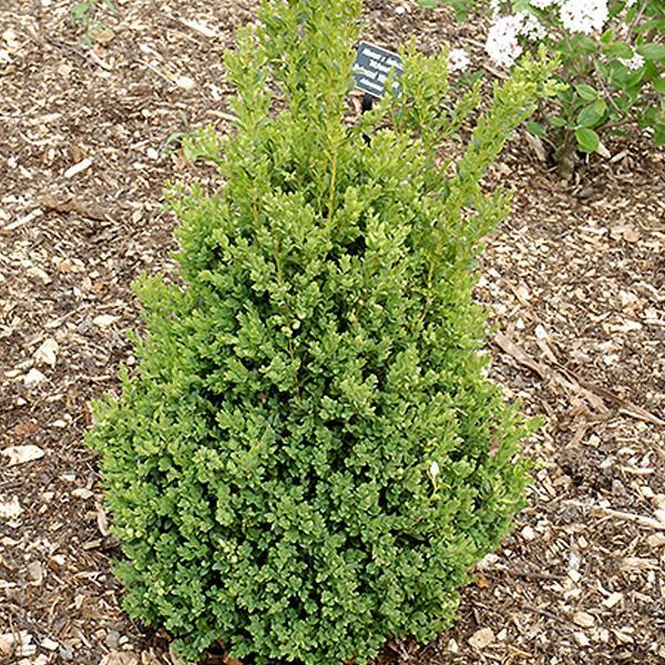 Boxwood Green Mountain - 3C