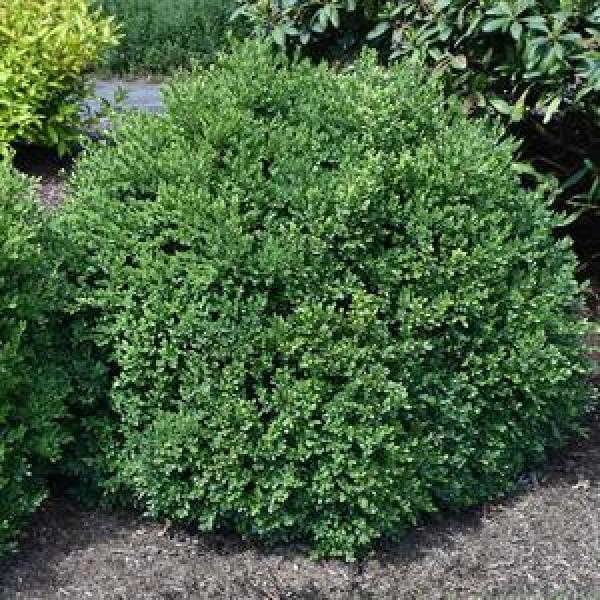 Boxwood Green Velvet - 3C
