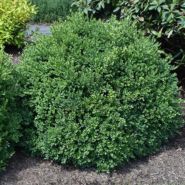 Boxwood Green Velvet - 5C