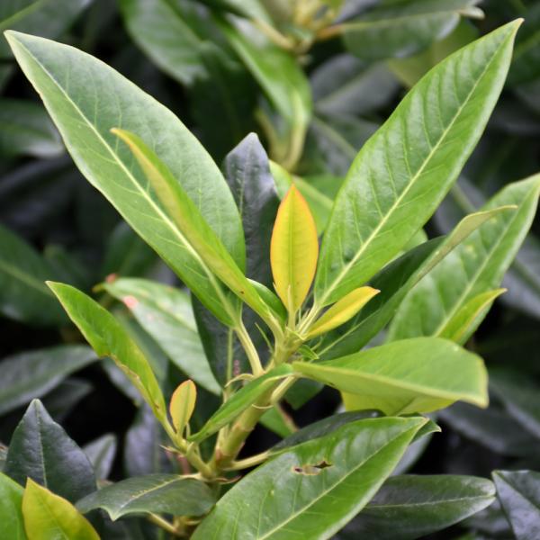 Majestic Jade Cherry Laurel- 5C