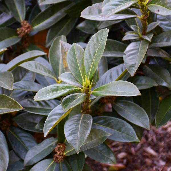 Greenfinity Cherry Laurel- 6C