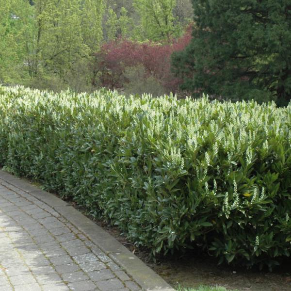 Schipkaensis Cherry Laurel