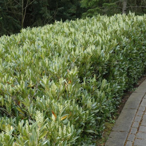 Otto Luyken Cherry Laurel