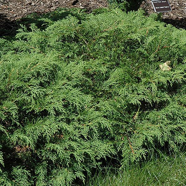 Russian Cypress - 3C