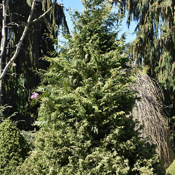 Cypress Mariesii - 2C