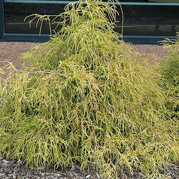 Cypress Sungold - 1 C