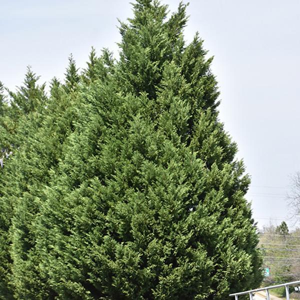 Cypress Leyland - 15C