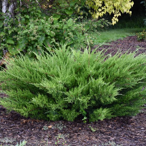 Juniper Sea Green - 3C