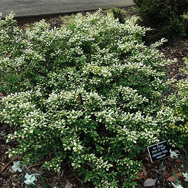 Holly Drops of Gold - 3C