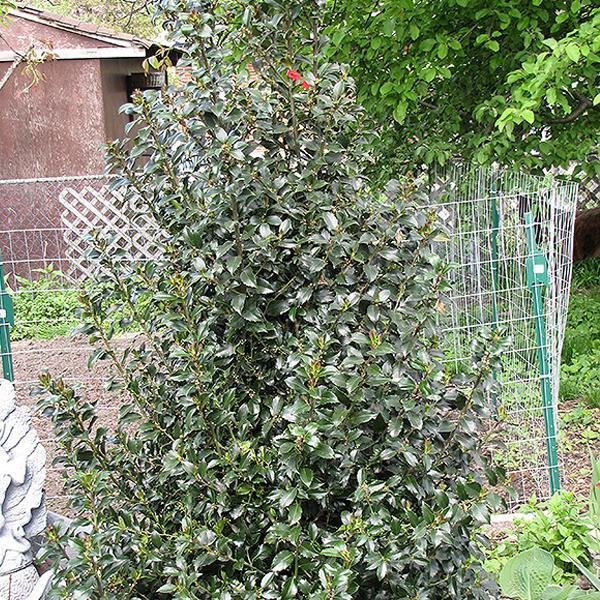 Holly Blue Maid - 7C