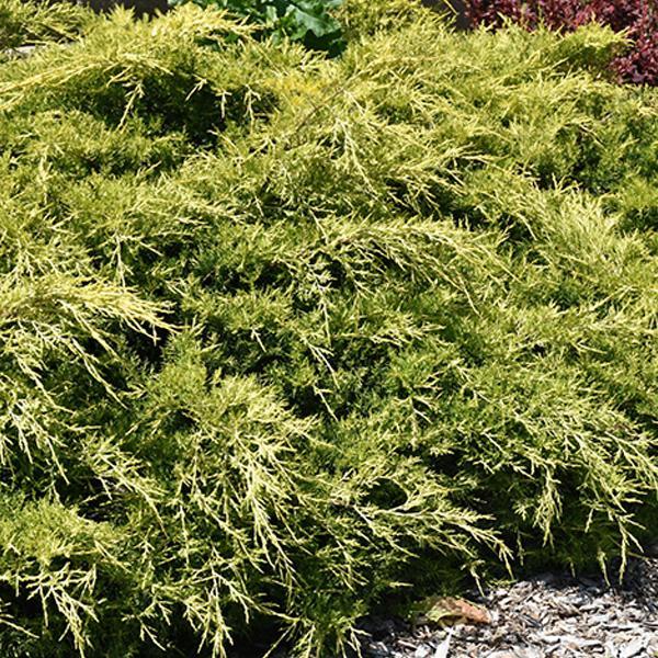 Juniper Gold Lace - 3C