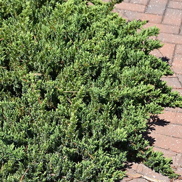 Juniper Blue Pacific - 2C