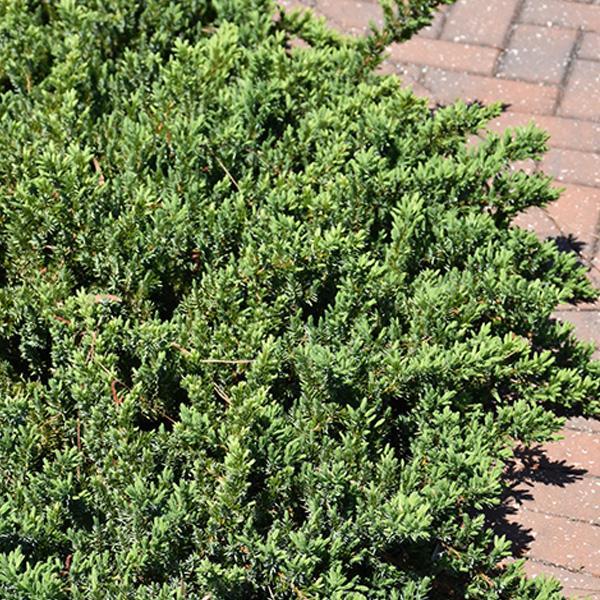 Juniper Blue Pacific - 3C