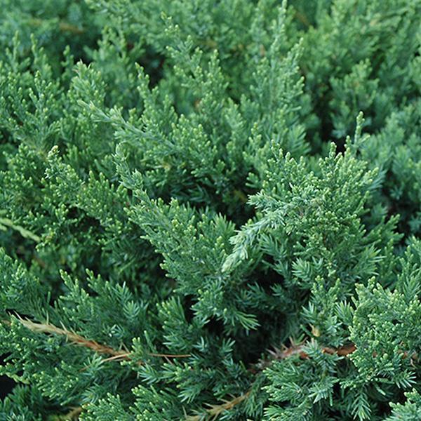 Juniper Parsoni - 1 C