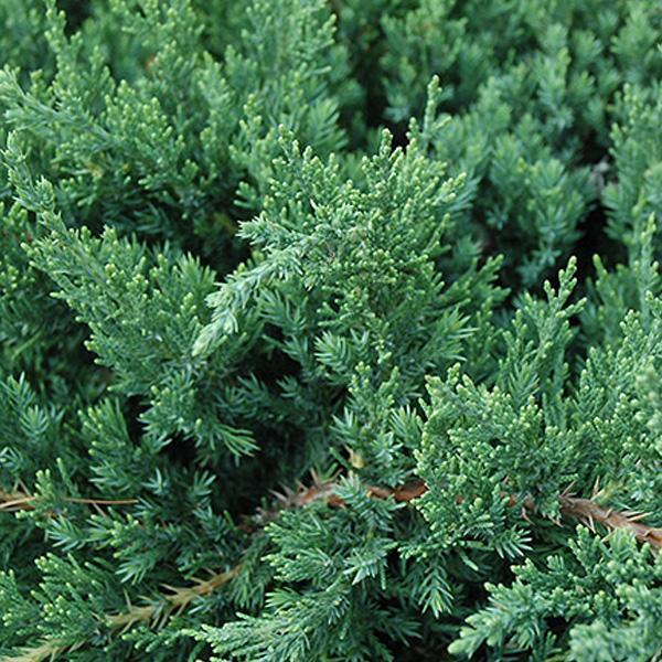 Juniper Parsoni - 3C