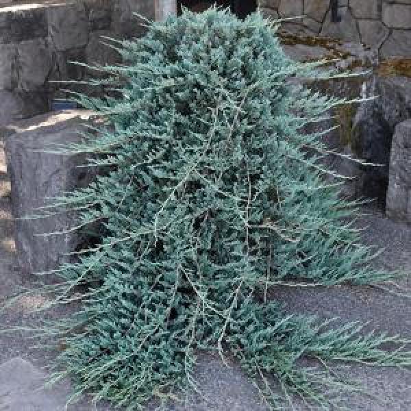 Juniper Blue Rug - 1 C