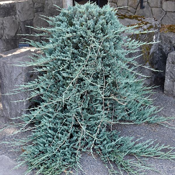 Juniper Blue Rug - 2C