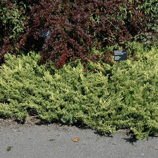 Juniper Limeglow - 2C