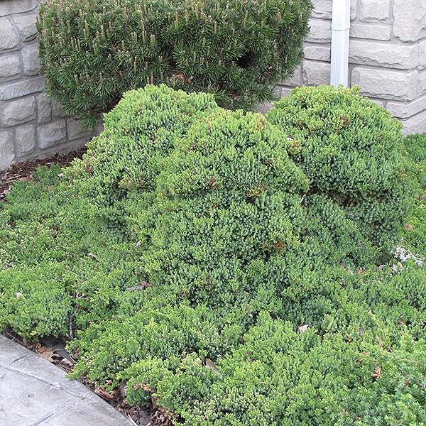 Juniper Nana - 1 C